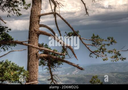 A Ponderosa Pine, Pinus ponderosa, presso il sito di osservazione di Haynes Canyon Vista vicino a Cloudcroft, New Mexico. Foto Stock