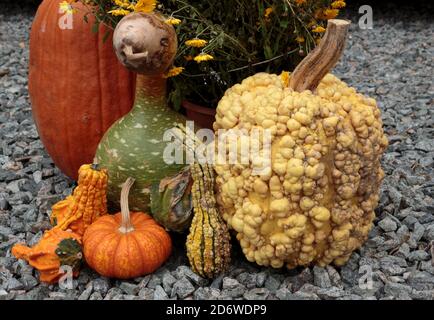 Arrangiamento di zucche e zucche decorative su ghiaia in arancione, giallo e verde con pelle liscia e lavorata a maglia per Halloween o stagione autunnale Foto Stock