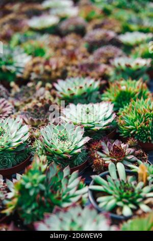 vari tipi di succulenti in pentole Foto Stock