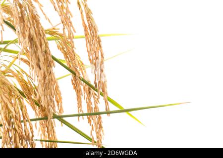 Riso pronto per la mietitura in un campo della Louisiana Foto Stock