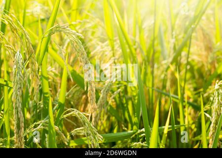 Riso pronto per la mietitura in un campo della Louisiana Foto Stock