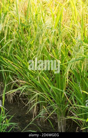 Riso pronto per la mietitura in un campo della Louisiana Foto Stock