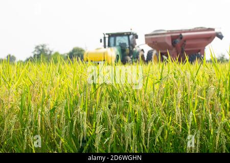 Riso pronto per la mietitura in un campo della Louisiana Foto Stock