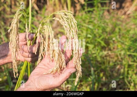 Riso pronto per la mietitura in un campo della Louisiana Foto Stock