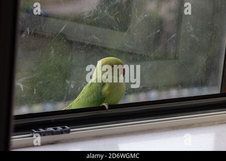 Wild Parrot seduto in una finestra in Europa, bloccato all'interno della casa, questo esemplare colorato è chiamato parrocchetto rosa Foto Stock