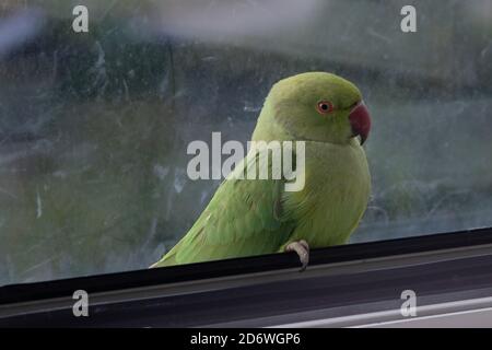 Wild Parrot seduto in una finestra in Europa, bloccato all'interno della casa, questo esemplare colorato è chiamato parrocchetto rosa Foto Stock