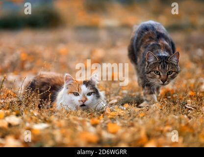 due gatti cercano una passeggiata nel giardino d'autunno tra le foglie cadenti Foto Stock