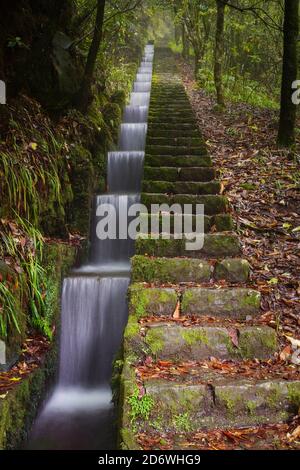 Scale con canale fluo levada, Ribeiro Frio, isola di Madeira, Portogallo Foto Stock