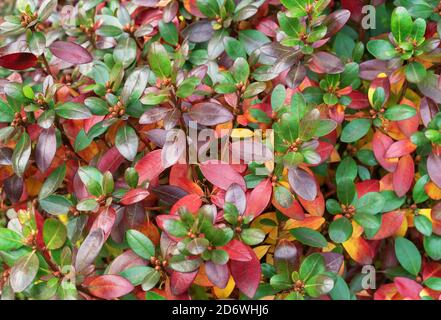Barberry Thunberg con foglie viola, rossa e verde. Sfondo con foglie multicolore. Foto Stock
