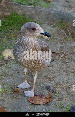 Immagine verticale di un fuscus Larus o di un gabbiano meno nero all'aperto durante la luce del giorno Foto Stock