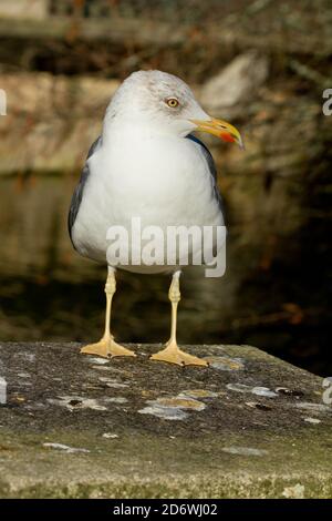 Immagine verticale di un fuscus Larus o di un gabbiano meno nero all'aperto durante la luce del giorno Foto Stock