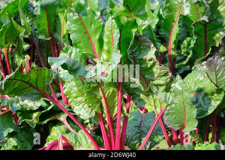 Bietole giovani e germogliate che crescono nell'orto. Foglie di bietole in agricoltura e raccolta. Coltivare verdure a casa. Aprire il pianale piatto con messa a terra in Foto Stock