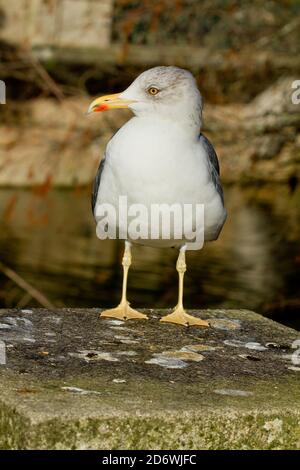 Immagine verticale di un fuscus Larus o di un gabbiano meno nero all'aperto durante la luce del giorno Foto Stock