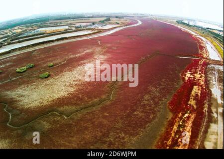 Qingdao, Cina. 15 Ott 2020. Il mare-blite salino e terra alcalina diventa rosso nel tardo autunno a Qingdao, Shandong, Cina il 15 ottobre, 2020.(Photo by TPG/cnsphotos) (Photo by Top Photo/Sipa USA) Credit: Sipa USA/Alamy Live News Foto Stock