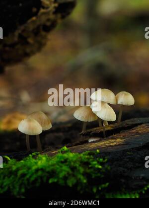 gruppo di funghi sui boschi nella foresta Foto Stock
