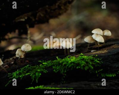 gruppo di funghi sui boschi nella foresta Foto Stock