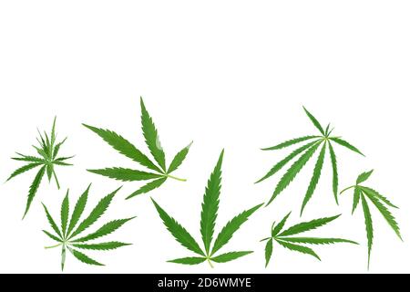 Foglia di cannabis isolata su sfondo bianco con percorso di ritaglio e profondità di campo completa, vista dall'alto con spazio di copia per il tuo testo. Ripetizione di posa piatta Foto Stock