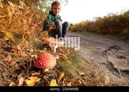 Fly fungo agarico, un classico fungo autunnale, osservato da ragazzo. REGNO UNITO Foto Stock