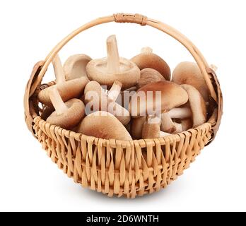 Fungo Shiitake fresco in un cesto di vimini isolato su sfondo bianco con percorso di ritaglio e piena profondità di campo. Foto Stock