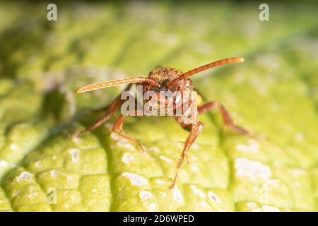 Flavor nomad Bee - un'ape a cucù che depone le sue uova in nidi di altre api solitarie. Kent. REGNO UNITO Foto Stock