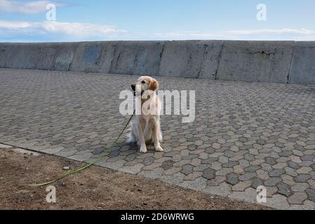 Il cane Labrador indossa un guinzaglio verde chiaro seduto e in attesa del suo proprietario sulla Sea Point Promenade, città del Capo, Sud Africa. Foto Stock