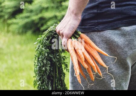 uomo che tiene mazzo di carote con foglia verde in giardino Foto Stock