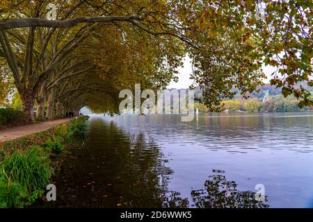 Plane Tree Avenue, sentiero lungo la riva del lago Baldeney, un serbatoio del fiume Ruhr, vicino alla storica Haus Scheppen, a Essen, autunno, NRW, Germ Foto Stock