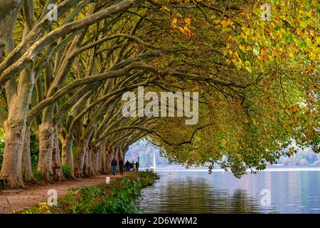 Plane Tree Avenue, sentiero lungo la riva del lago Baldeney, un serbatoio del fiume Ruhr, vicino alla storica Haus Scheppen, a Essen, autunno, NRW, Germ Foto Stock