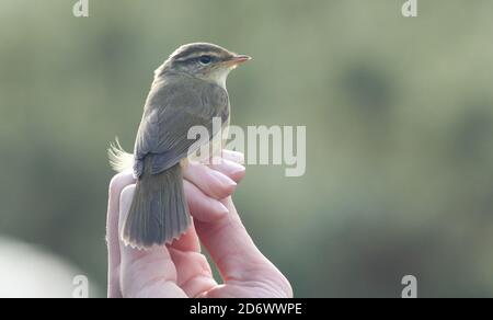 Radde's Warbler intrappolato e si inanellò a Kilnsea dopo essere arrivato Siberia Foto Stock