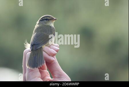 Radde's Warbler intrappolato e si inanellò a Kilnsea dopo essere arrivato Siberia Foto Stock