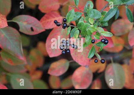 Cornus sanguinea. Bush in autunno con bacche Foto Stock