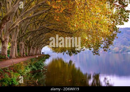 Plane Tree Avenue, sentiero lungo la riva del lago Baldeney, un serbatoio del fiume Ruhr, vicino alla storica Haus Scheppen, a Essen, autunno, NRW, Germ Foto Stock