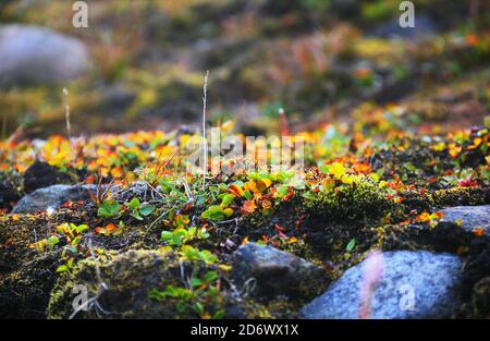 Bella vista sulla natura - piante tundra e muschio vicino a Barentsburg, Spitsbergen isola, Svalbard arcipelago, Norvegia, Nord Europa. Foto Stock