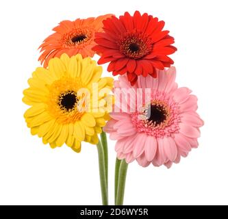 Gerbera fiori mazzo isolato su sfondo bianco Foto Stock