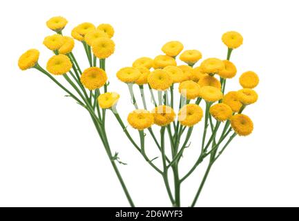 Tansy (Tanacetum vulgare) isolato su sfondo bianco Foto Stock