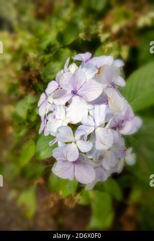 Hydrangea macrophylla ‘Joseph Banks’ testa di fiore in semi-ravvicinata con fogliame fuori fuoco Foto Stock