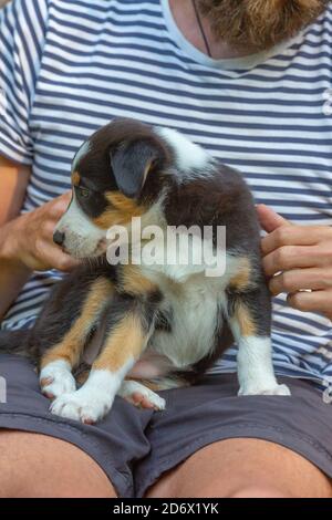 Collie bordo tricolore, nove settimane, cucciolo. Palmare e supportato. Sul ginocchio dei proprietari. Foto Stock