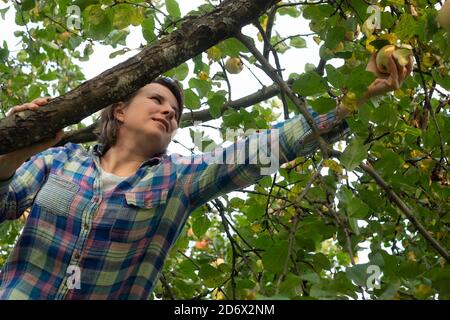 Giovane contadina che raccoglie le mele dall'albero di mele Foto Stock