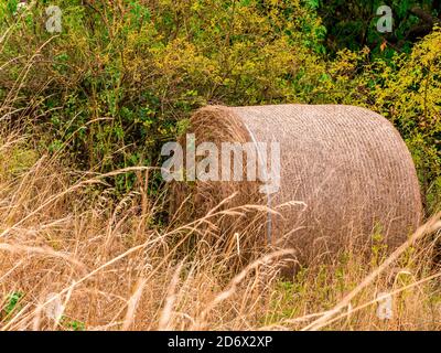 Balla rotonda di paglia nelle boccole della roseanca Foto Stock