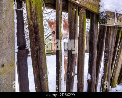 Il pony marrone chiaro con manie lunghe dietro un vecchio recinzione innevata di legno Foto Stock