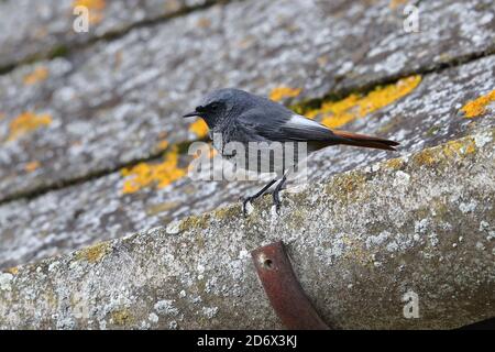 Redstart nero maschile sulla Chiesa. Foto Stock