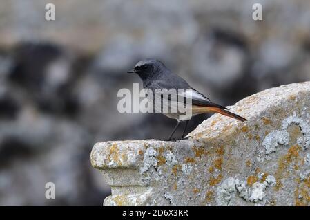 Redstart nero maschile sulla Chiesa. Foto Stock