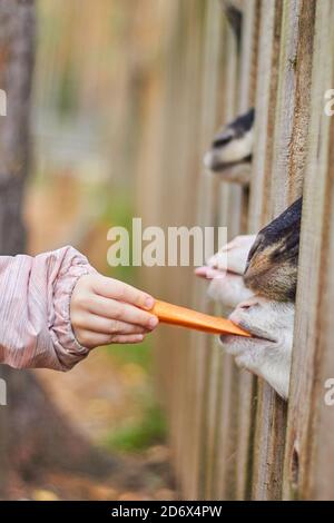 Capre affamate allo zoo in autunno. Foto Stock