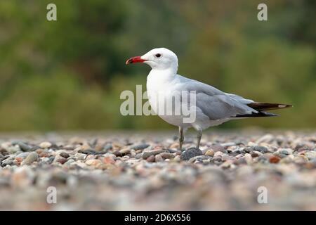 Audouin's Gull - Ichthyaetus audouinii uccello in piedi sulla spiaggia, grande principalmente gabbiano bianco limitato al Mediterraneo e la costa occidentale di SA Foto Stock