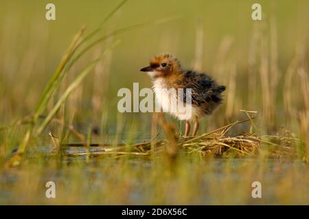 Whiskered Tern (Chlidonias hybrida) uccello bianco e nero catturato nel suo periodo di pulcino, una terna nella famiglia Laridae, cacciatore d'acqua o pescatore. Foto Stock