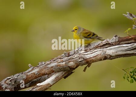 Finca corsa - Serinus (Carduelis) corsicanus maschio seduto sul ramo sulla Corsica, noto come finca di citril corso o finca di citril Mediterraneo, y Foto Stock