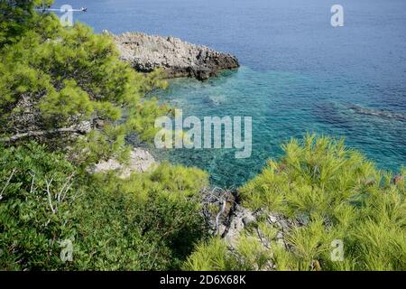 Pini coltivati su una roccia del Mare Adriatico Delle Isole ​​the Tremiti Foto Stock