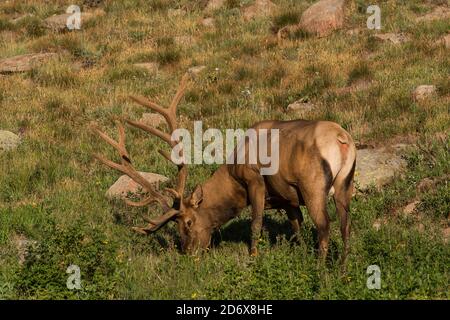 Wapiti, Bull Elk, pascoli, pendii di montagna, Montagne Rocciose, Colorado, USA, di Bruce Montagne/Dembinsky Photo Assoc Foto Stock