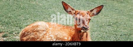 Carino giovane fallow capriolo vitello pawn sdraiato su terra erba al giorno estivo all'aperto. Mandria animale bambino dama di riposo il giorno caldo. Fauna selvatica bellezza in natura Foto Stock