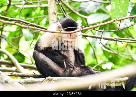 Primate di scimmia cappuccina , nell'area del vulcano Arenal costa rica Centro america Foto Stock